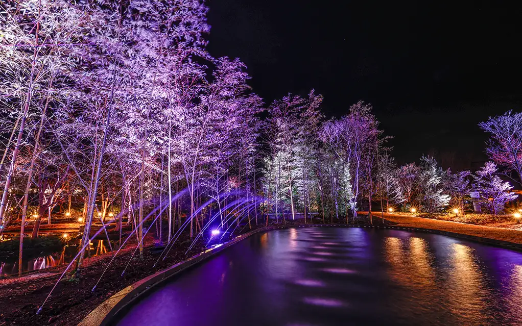 ライトアップされ紫や青の光に照らされた夜の日本庭園の幻想的な散策路
