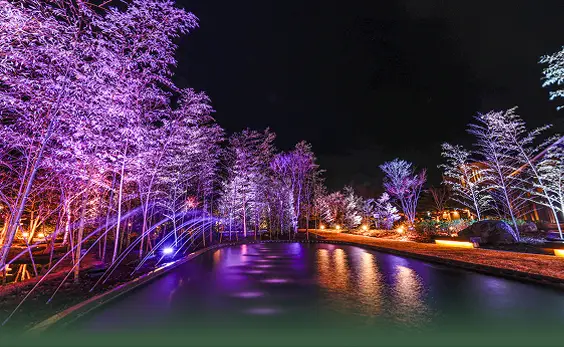ライトアップされた庭園と色づく木々が幻想的に映える夜の景観