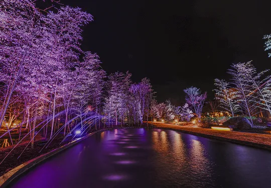 夜の日本庭園。紫や白の光でライトアップされた木々と、水面に光が反射する池、弧を描く噴水のライトアップ。