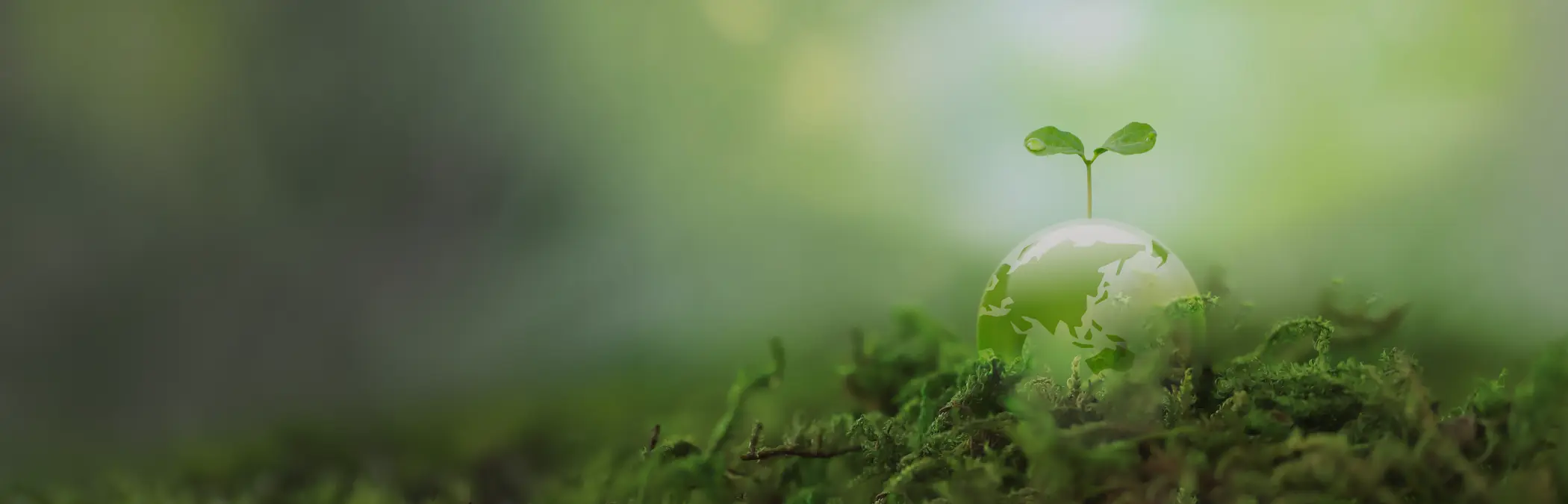芽の出た地球儀と和の情緒を感じる苔のイメージ